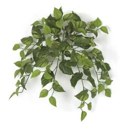 24 Inch Variegated Pothos Vine Bush Fire Rated