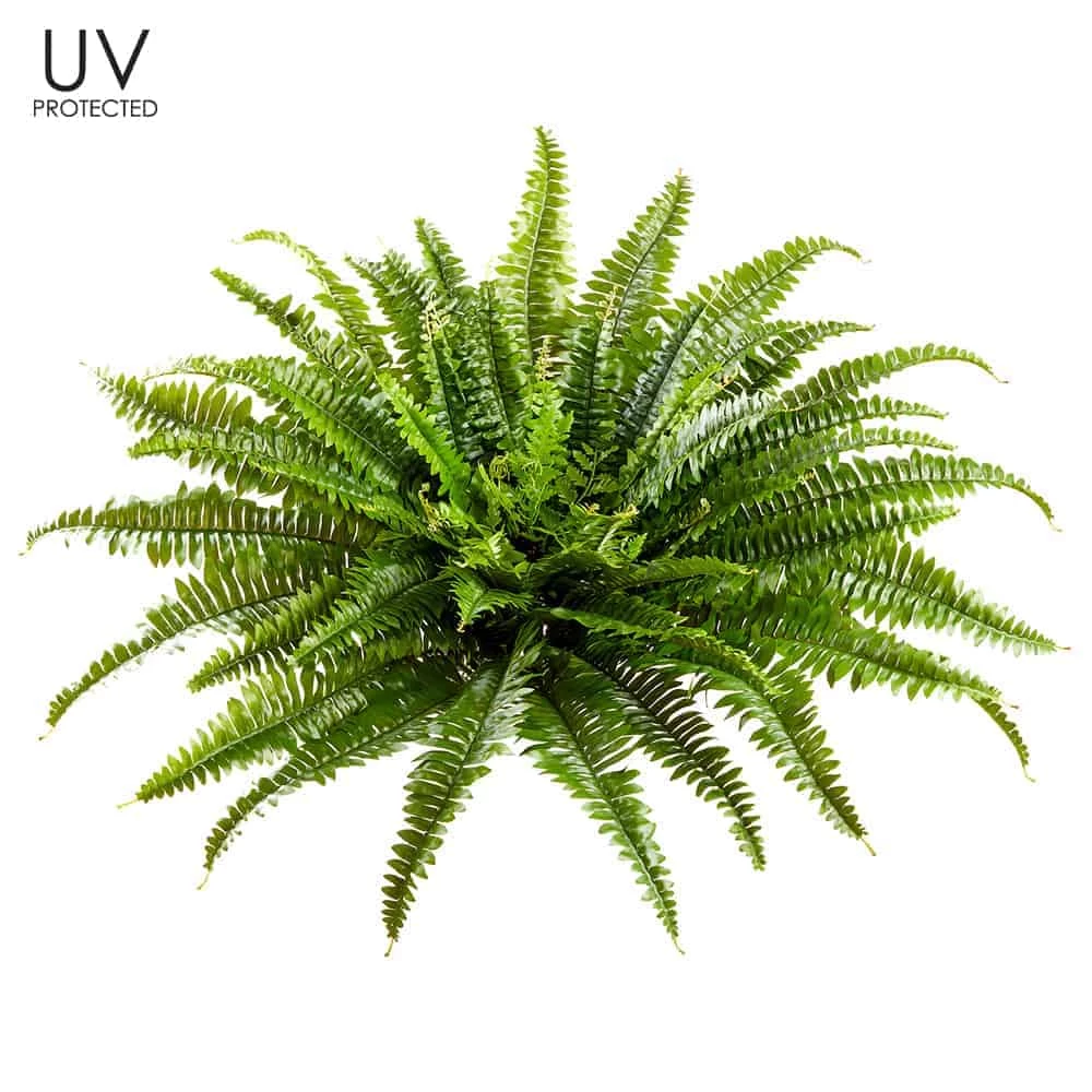 30 Inches UV Outdoor Protected Boston Fern Green