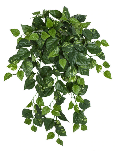 Firesafe Variegated Pothos Bush In 36 Inch Or 50 Inch Sizes