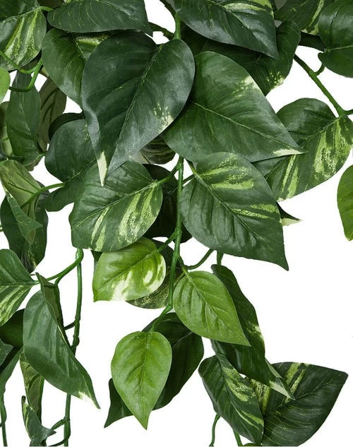 Firesafe Variegated Pothos Bush In 36 Inch Or 50 Inch Sizes - Image 5