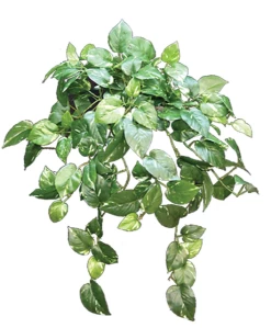 30 Inch Hanging POTHOS VINE Bush Fire Retardant