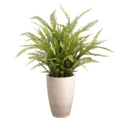 46 Inches Sword Fern In Large Pot Green