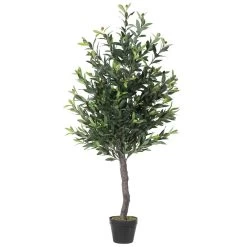 50" Olive Tree In Pot