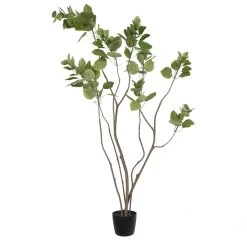 4' Cotinus Coggygria Tree W/Pot-Green