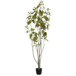 5' Cotinus Coggygria Tree W/Pot-Green