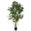 6' Potted Fiddle Tree W/204 Lvs-Green