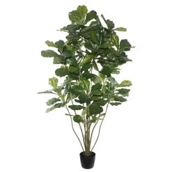 6' Potted Fiddle Tree W/204 Lvs-Green