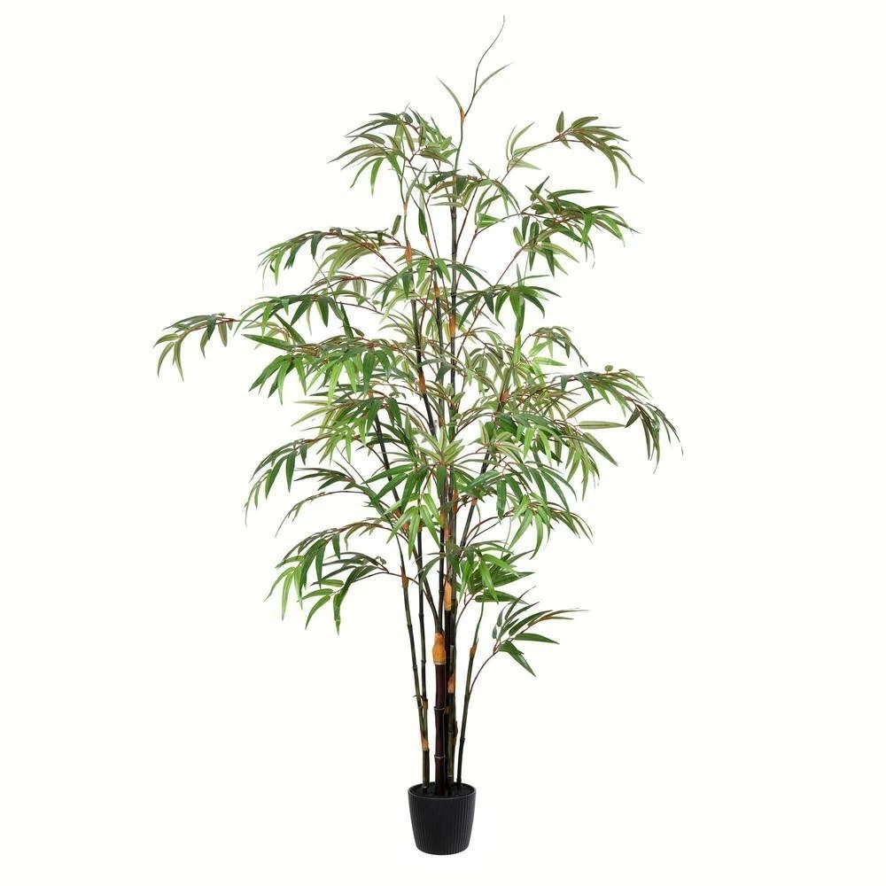 5' Potted Black Japanese Bamboo Tree