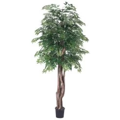 6 Feet Ming Aralia Executive Tree
