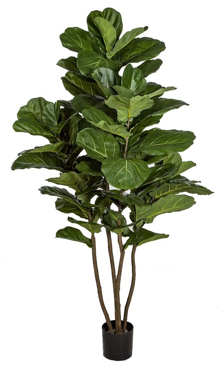 6.5 Foot Fiddle Leaf Fig Tree On Natural Wood Multi-trunk