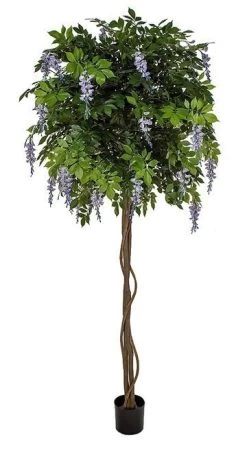 8 Feet FLOWERING WISTERIA BALL TREE | PURPLE OR WHITE