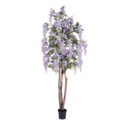7 Feet Purple Wisteria Tree