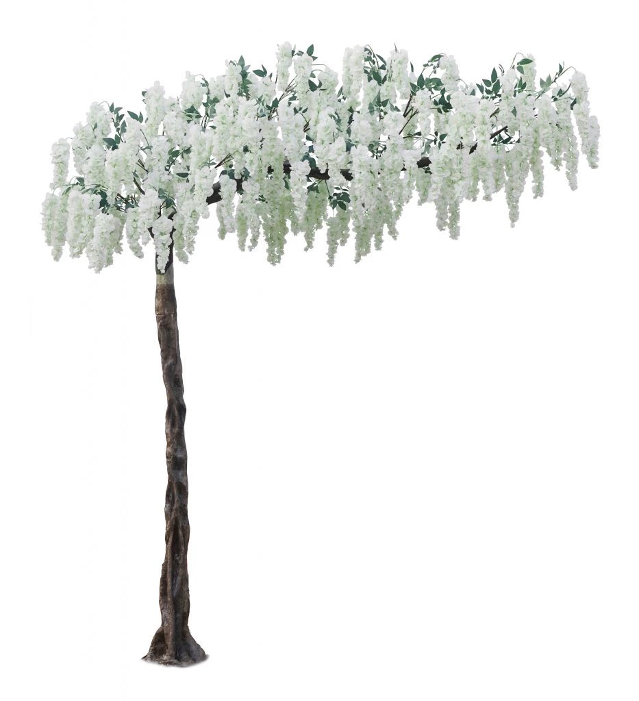 10.5 Foot Exotic Wisteria Tree White