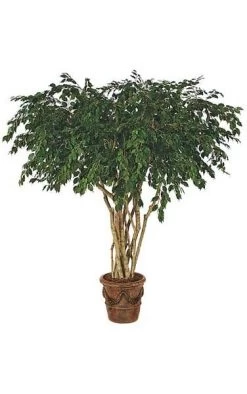 8 Feet Ficus Tree - Natural Trunks - 5,472 Leaves - Green - Weighted Base - FIRE RETARDANT - Custom Made