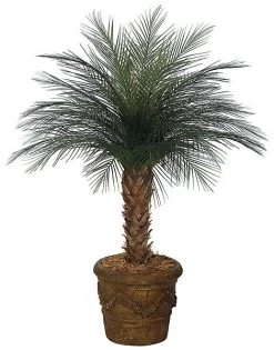 A-0055 CUSTOM MADE 4 Feet-7 Feet Tall Areca Palm For Outdoor Use