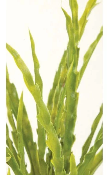 20 Inches Plastic Leaf Bush - Green/Yellow Leaves - 12 Inches Width - 5 Inches Stem - Image 3