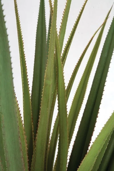 5 Feet Plastic Pandanus Tree - Synthetic Trunk - 32 Inches Width - Green - Image 2