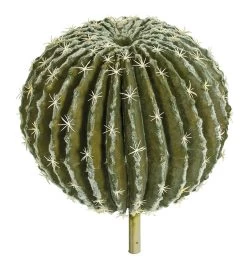 15.5 Inches GREY/GREEN BARREL HEAD CACTUS WITH STEM