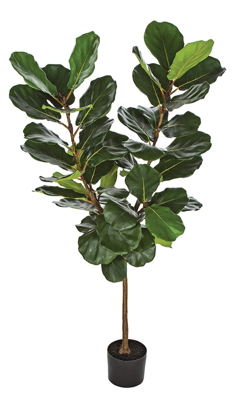 5' Fiddle Leaf Fig Tree On Single Trunk Natural Touch Foliage