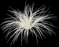 A-2375 24 Inches Large Monkey Grass