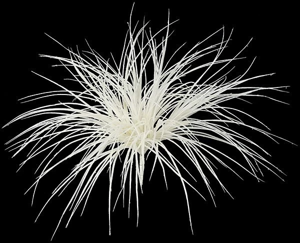 A-2375 24 Inches Large Monkey Grass