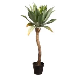 48 Inches Outdoor Agave In Plastic Nursery Pot Green