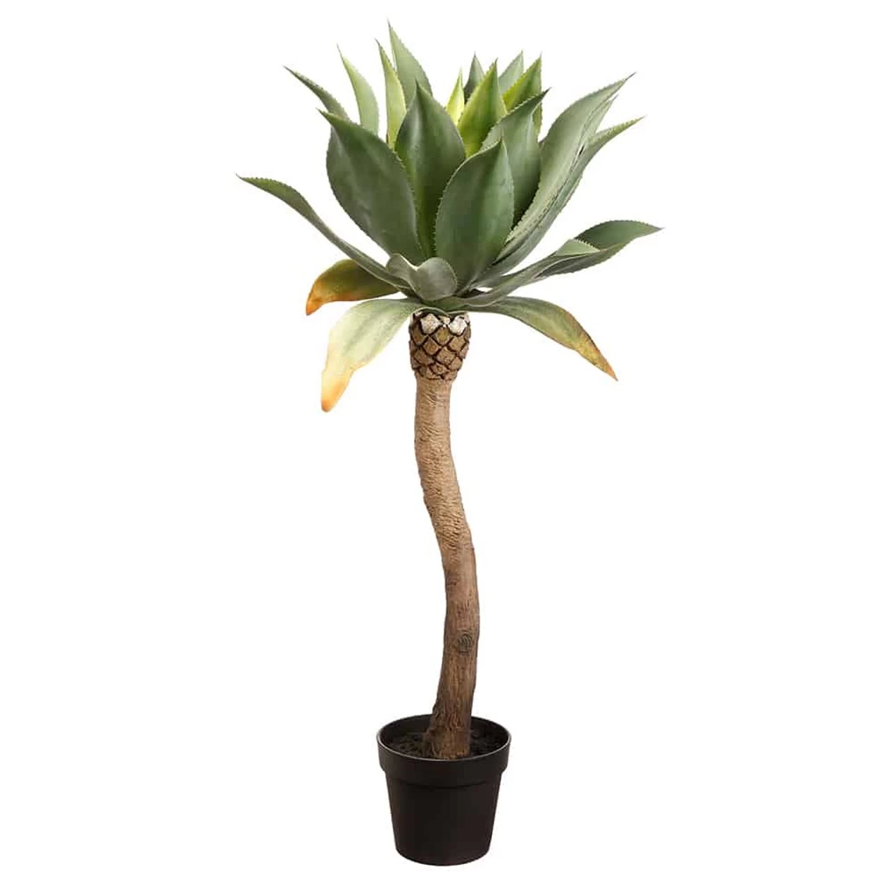 48 Inches Outdoor Agave In Plastic Nursery Pot Green