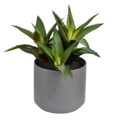 10 Inches Green Potted Aloe