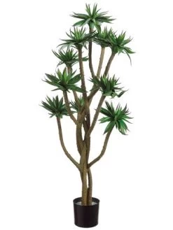 4 Feet Agave Twist Tree