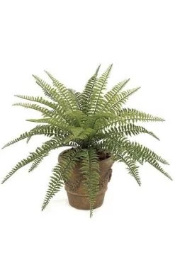 23 Inches Small Outdoor Boston Fern - 29 Fronds - 30 Inches Width - Green - Bare Stem