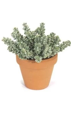 7 Inches Plastic Fat Sedum Artificial Bush - 31 Stems - Frosted Green