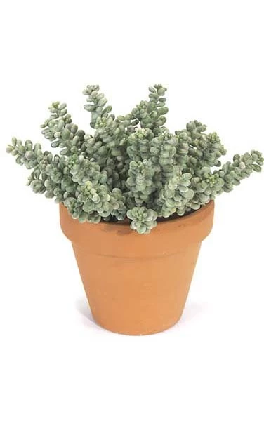 7 Inches Plastic Fat Sedum Artificial Bush - 31 Stems - Frosted Green