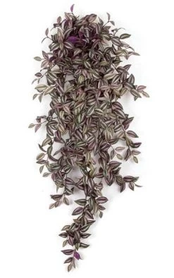 50 Inches Wandering Jew Bush - 547 Leaves - Green/Cream/Purple