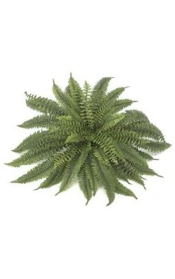 Boston Fern - 59 Fronds - 40” Width - Green - Bare Stem