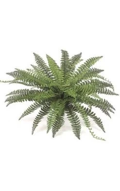 Fishtail Fern - 50 Fronds - 39 Inches Width - Green - Bare Stem