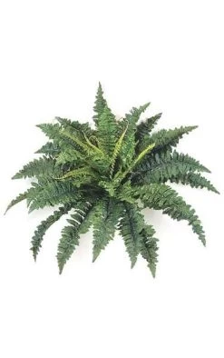 Ruffle Fern - 40 Fronds - 32 Inches Width - Green - Bare Stem
