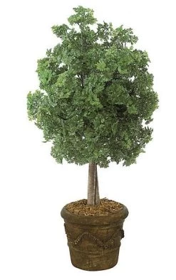 50 Inches Ming Aralia Bush - Natural Trunk - Green - Weighted Base