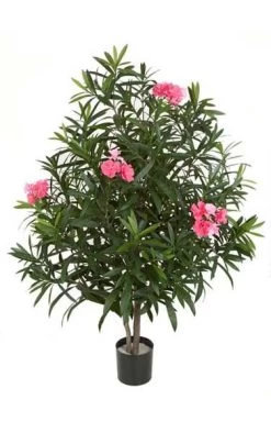 4.5 Feet Oleander Bush - Natural Trunk - 4 Tutone Pink Flowers - 36 Inches Width - Weighted Base