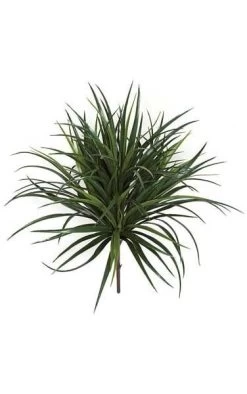28 Inches Outdoor Liriope Grass - 8 Inches Stem - Tutone Green