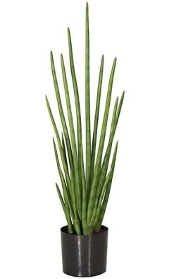 36.5 Inches Cylindrica Sansevieria Plant - Natural Touch - 20 Leaves - Green