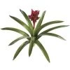 28 Inches Guzmania - Natural Touch - 11 Leaves - 1 Flower - 27 Inches Width - Green/Red