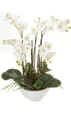 24 Inches Potted Phalaenopsis Orchid - 6 White Orchid Stems - Green Leaves - White Pot