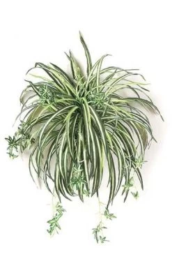 24 Inches Spider Plant - 132 Leaves - 24 Inches Width - Green/White - Bare Stem