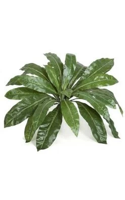 Birds Nest Fern Cluster - 24 Leaves - 33 Inches Width - Green