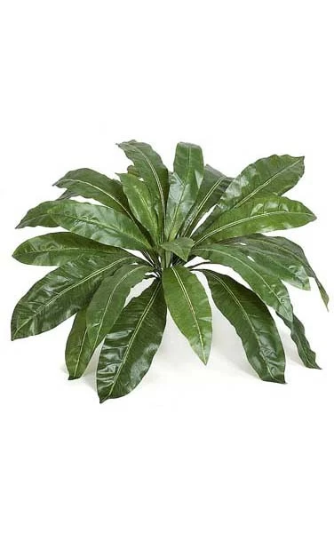 Birds Nest Fern Cluster - 24 Leaves - 33 Inches Width - Green
