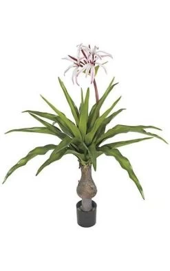 55 Inches Fire- Safe Crinum Plant - 22 Green Leaves - 3 White/Fuchsia Flowers - 6 Red Buds - 48 Inches Width