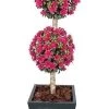 5 Feet Azalea Double Ball Topiary - Natural Trunk - Beauty -Weighted Base