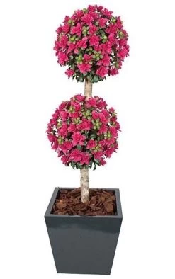 5 Feet Azalea Double Ball Topiary - Natural Trunk - Beauty -Weighted Base