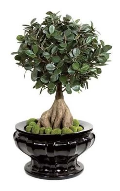 28 Inches Artificial Panda Ficus Bonsai - Synthetic Trunk/Green Leaves