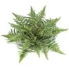 14 Inches Artificial Tree Fern - 40 Fronds - 18 Inches Width - Green - Bare Stem